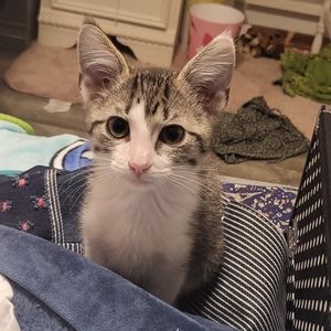 Meet your Posher, Weebrando